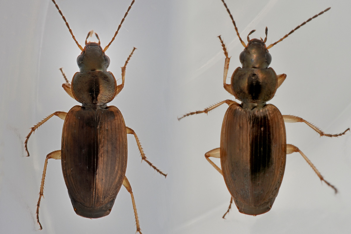 Carabidae: Olisthopus glabricollis & fuscatus?